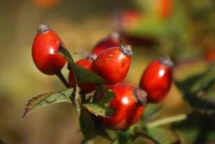 Rosa Canina