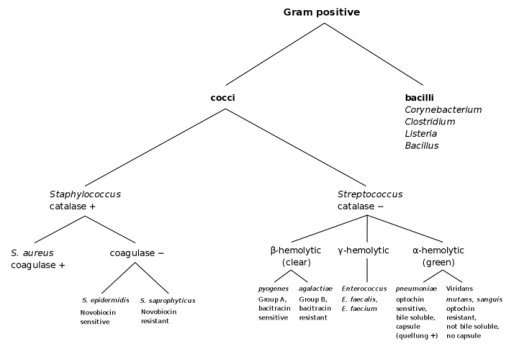 Diagramma Dei Batteri Gram Positivi