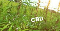 Il CBD ti può sballare?