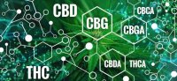 CBG Cannabigerolo - Conoscilo meglio