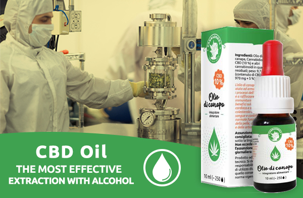 Olio di CBD - l'estrazione più efficace con alcolica