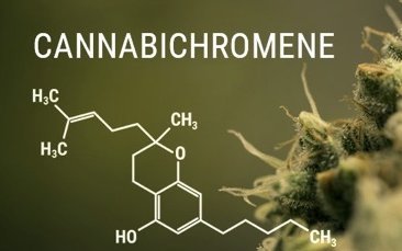 Nuovo cannabinoide - CBC - come può aiutare?