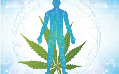 Come funziona il CBG nel corpo umano? Come funziona il CBG nel corpo umano?