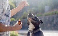 Oli di CBD per animali approvato come prodotto medicinale veterinario Oli di CBD per animali approvato come prodotto medicinale veterinario