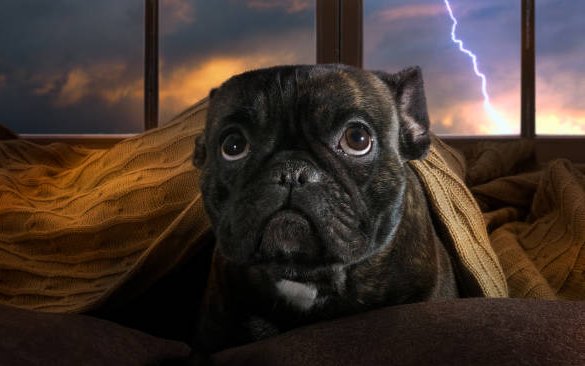 Il CBD può aiutare i cani a non avere paura dei temporali?