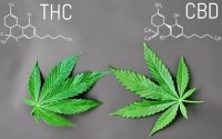 CBD vs. THC - qual è la differenza?