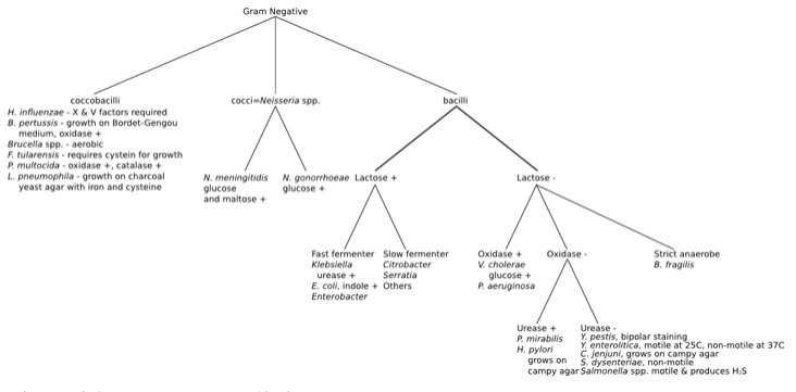 Schema Di Batteri Gram Negativi