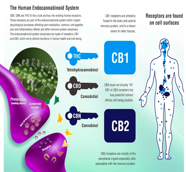 Sistema Endocannabinoide